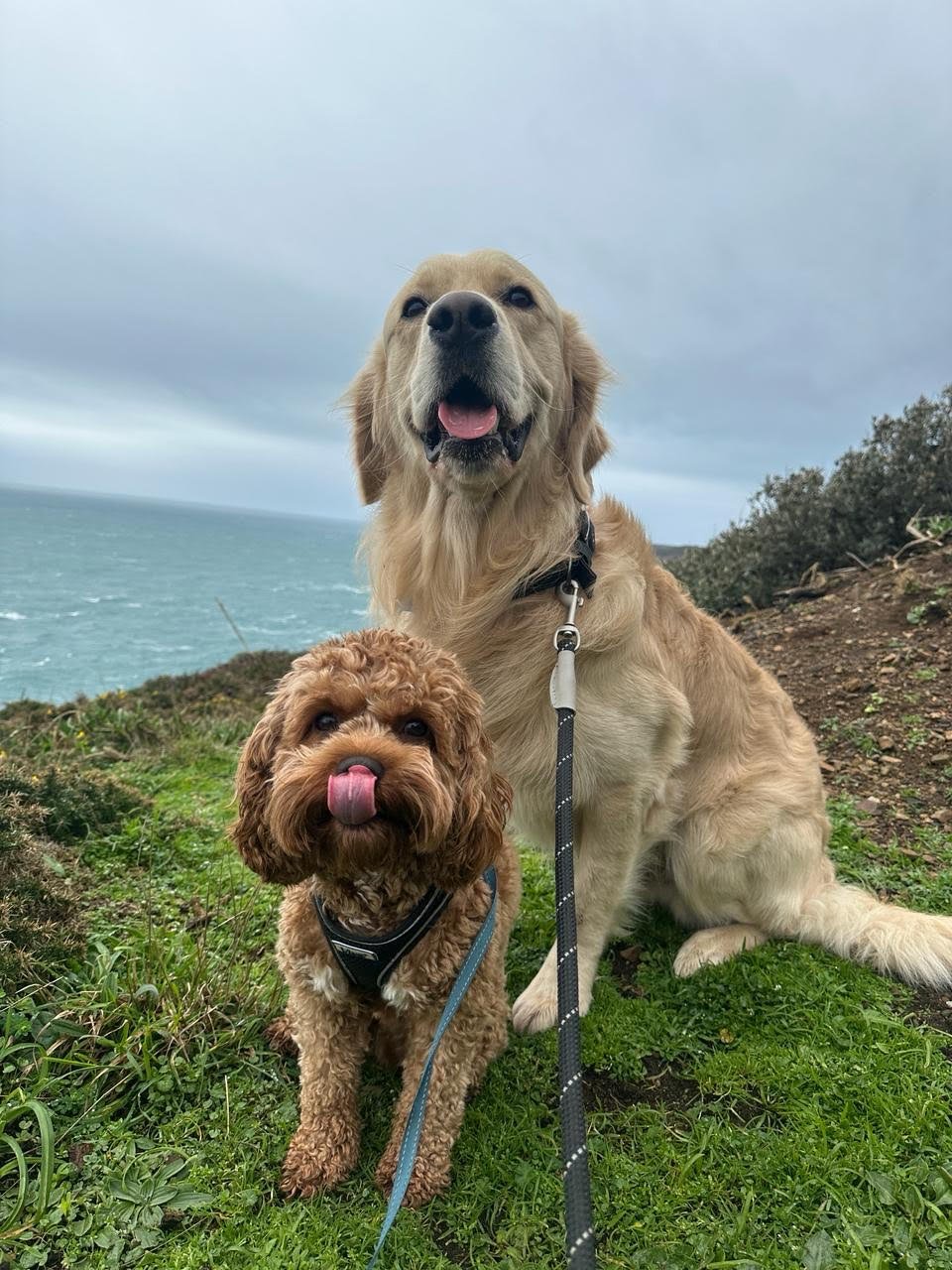 A Cavapoo and Golden Retriever out on a group walk along the coast