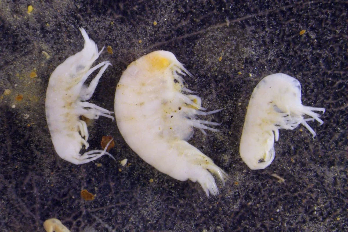  Amfipoder. Disse er under 5 mm lange. De er vanlige overalt i havet. 