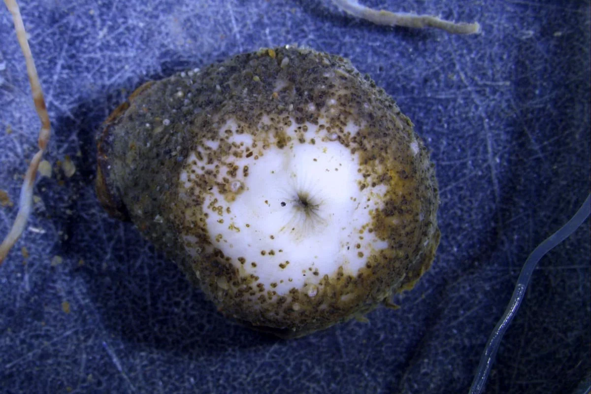  En sjøanemone. De mørke kornene utenpå er sand. 
