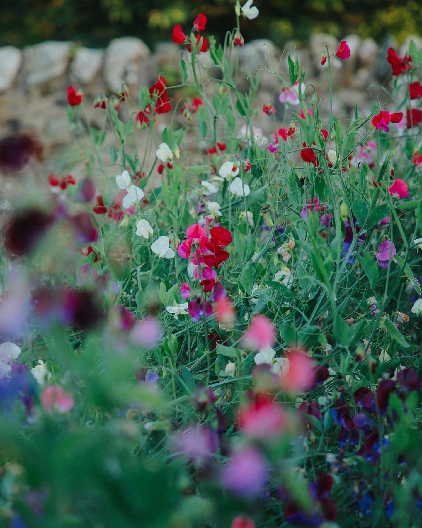 Sweet pea field 🌸💜🌿