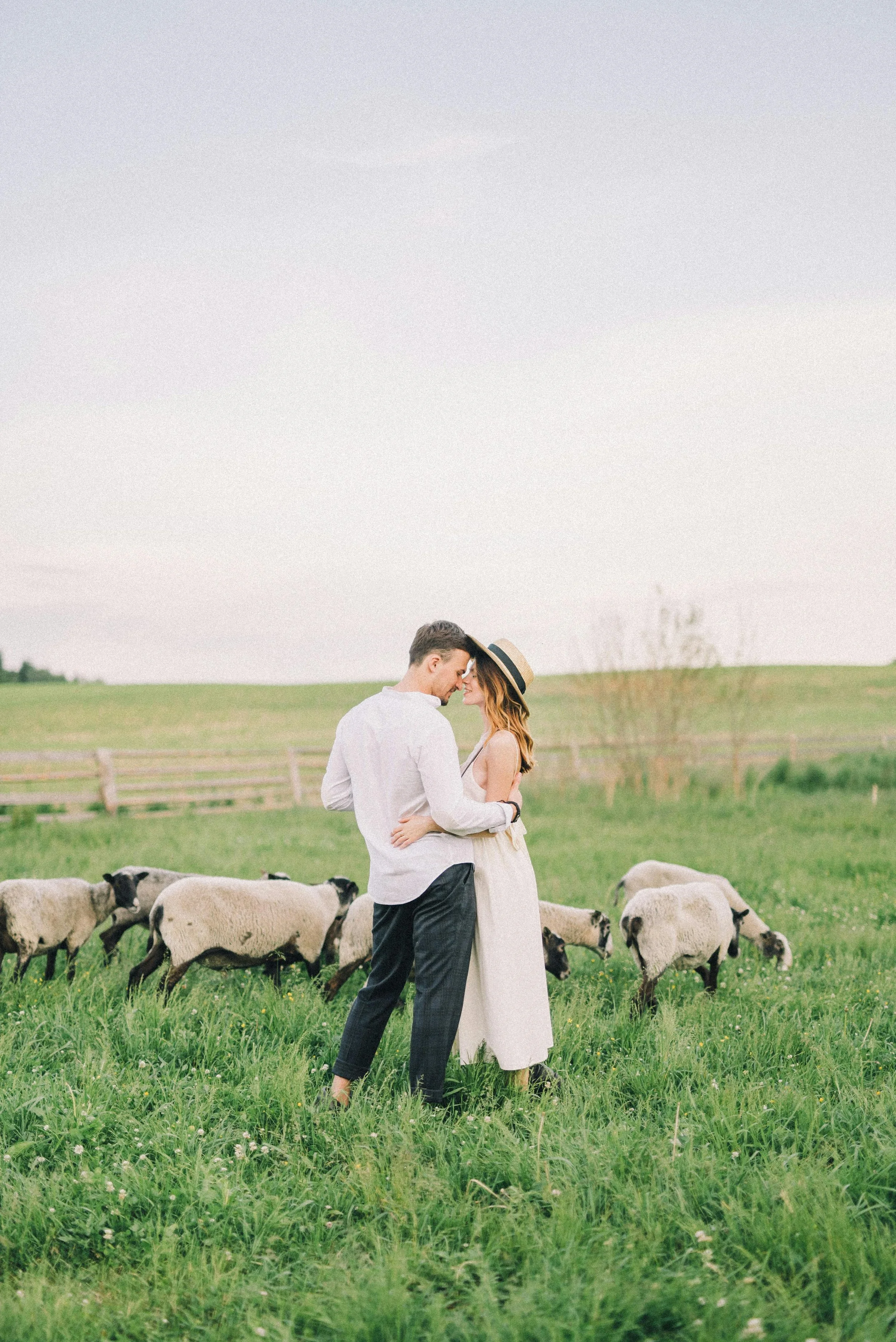 Un couple s'embrasse dans un champ avec des moutons en toile de fond.