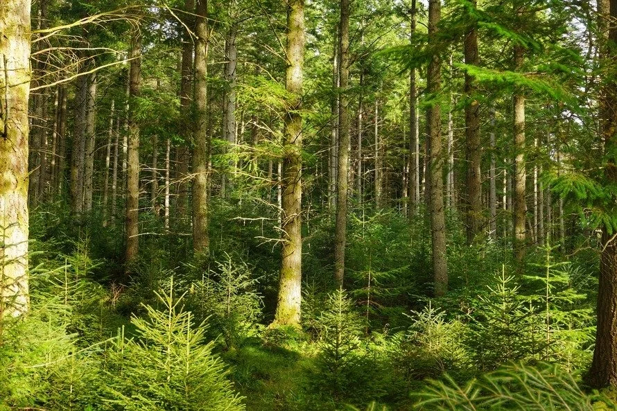 Continous Cover Forestry