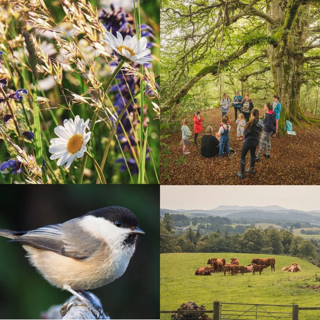 Nature Restoration in the Glenkens
