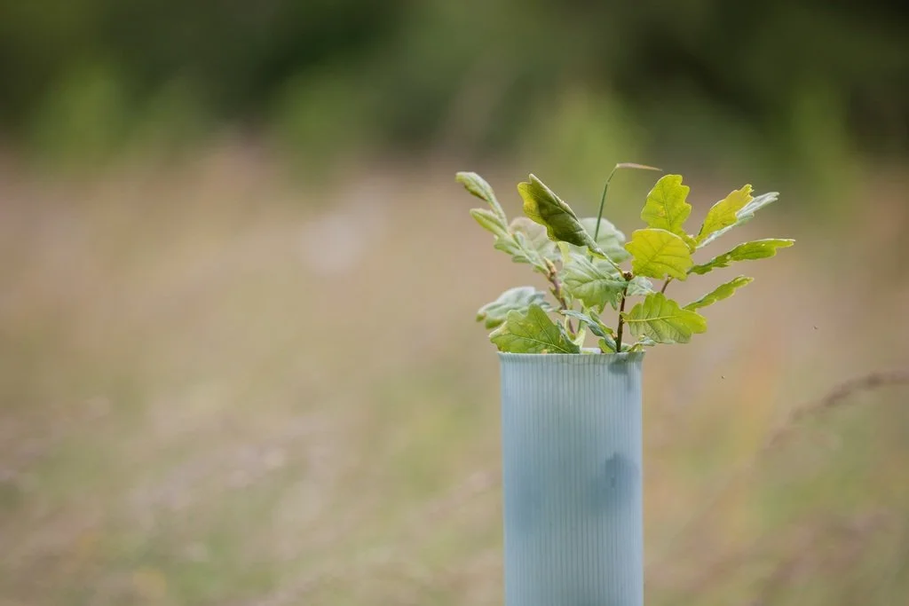 Young_Oak_Tree_MBP_0944.jpg