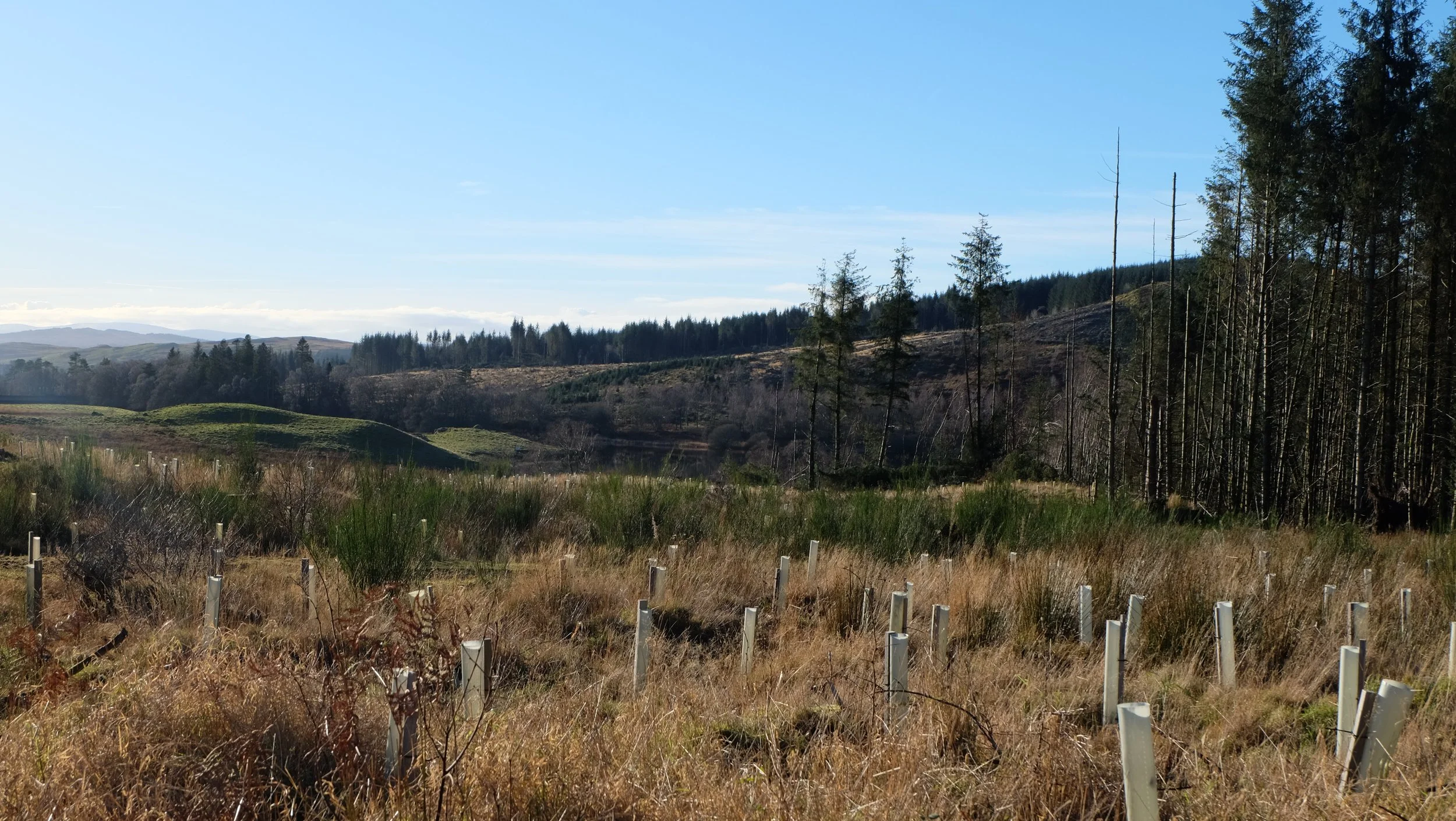 Carsphairn Community Woodland Hide - 30/11/25 SW