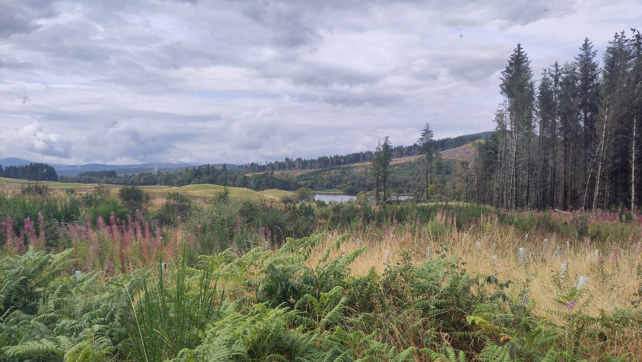 Carsphairn Community Woodland Hide - 30/8/26 S