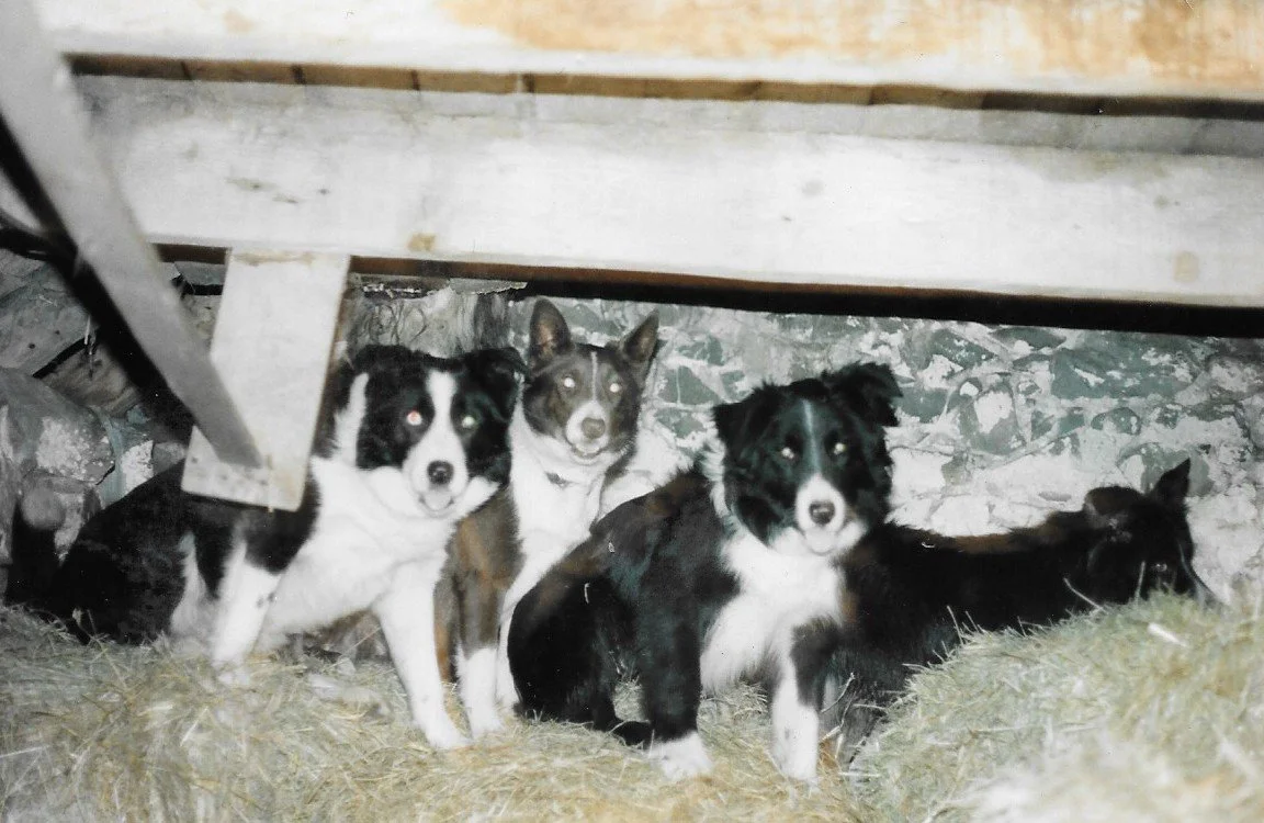 Some of Robin's dogs.