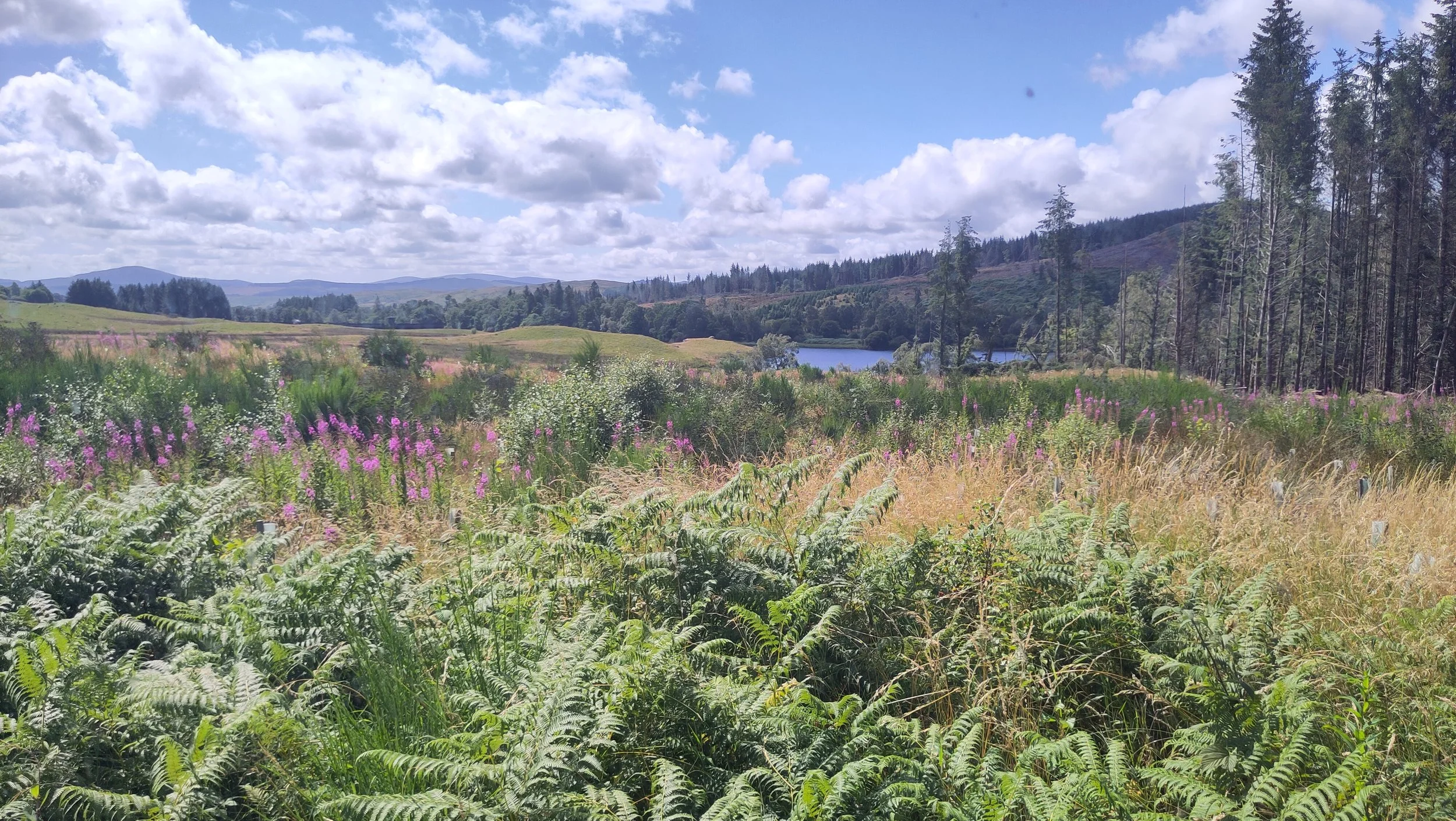 Carsphairn Community Woodland Hide
