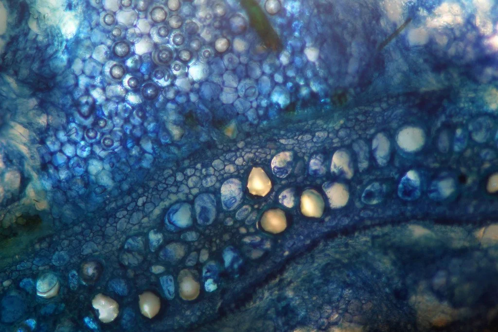 Leeming &amp; Paterson