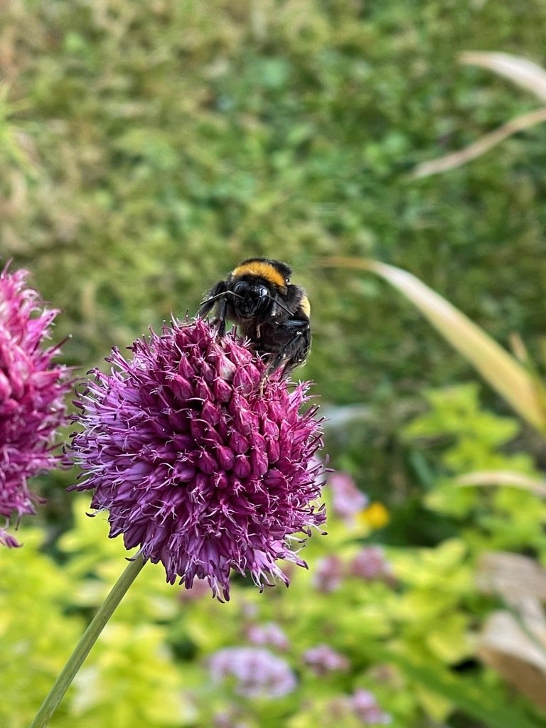 Glenkens Pollinators talk