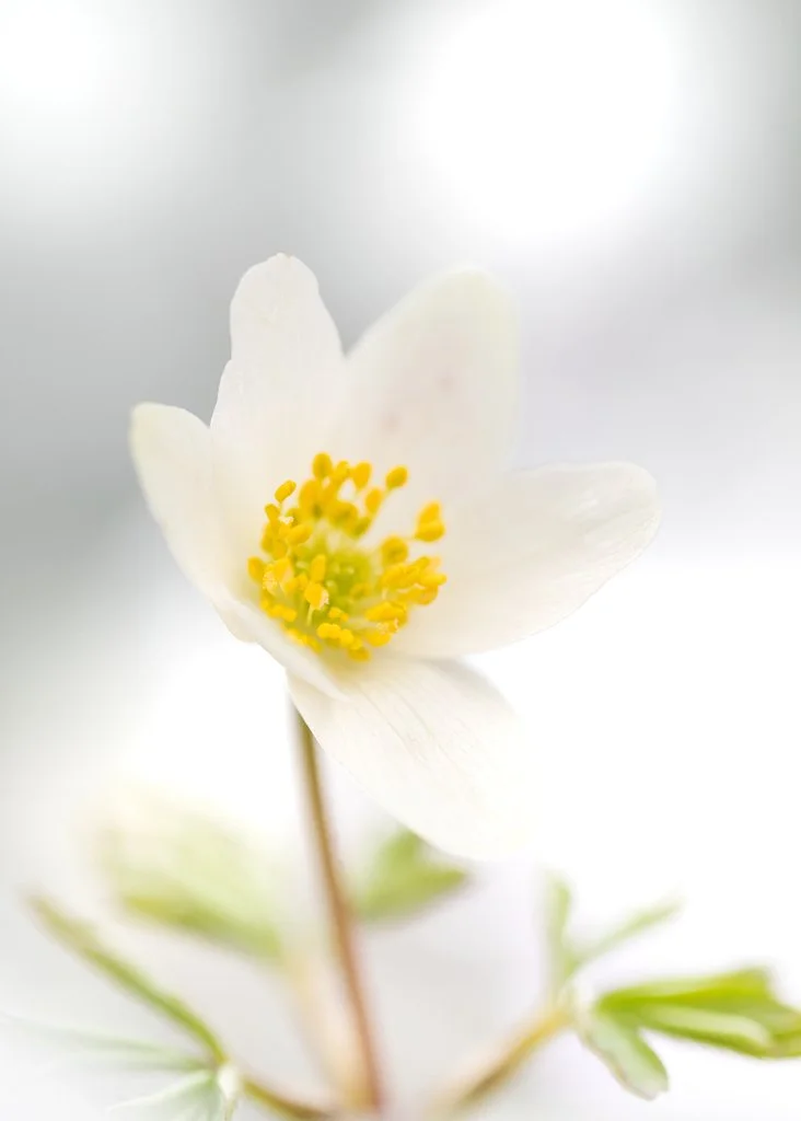 Anemone, Kenmure Castle Grounds