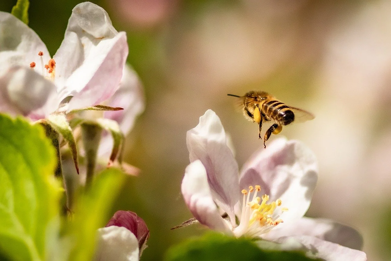 Get pollinating with fruit and nut trees