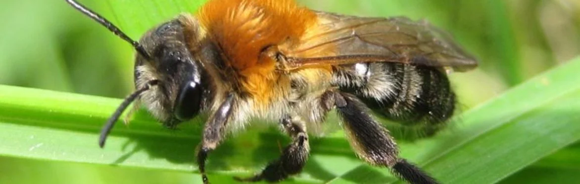 Pollinator Power!