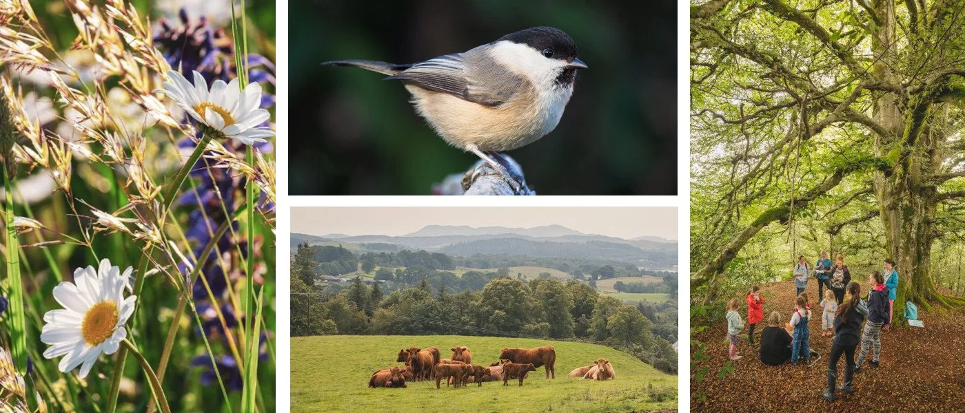 Nature Restoration in the Glenkens