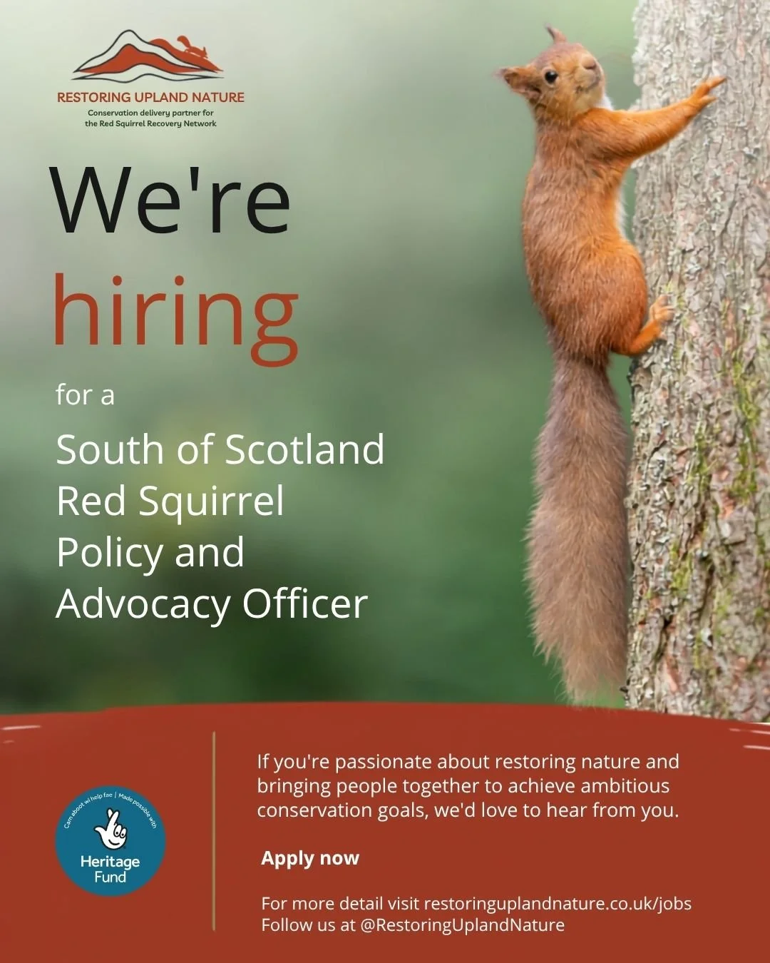 South of Scotland Policy and Advocacy Officer - Red Squirrel Recovery Network