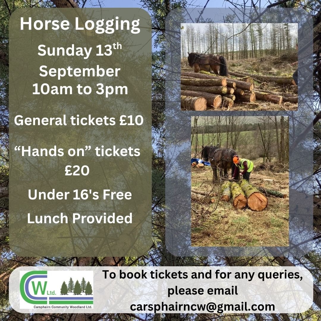 Horse Logging at Carsphairn Community Woodland