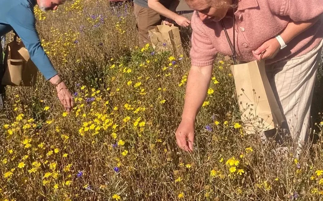 Wildflower Seed Collection at Glaisters Bridge