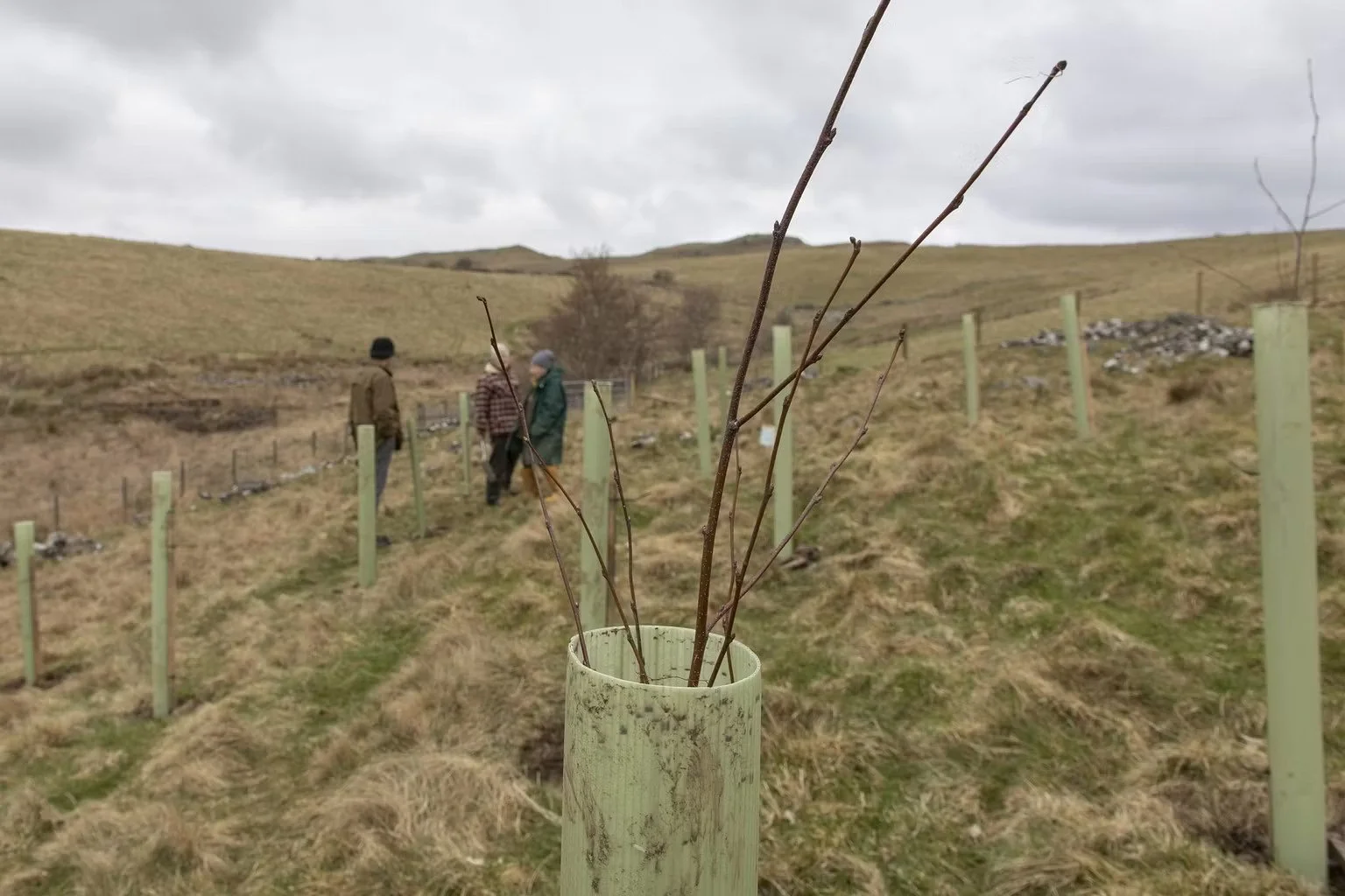 Re-connecting Native Woodlands across Dumfries &amp; Galloway: Contract Opportunities