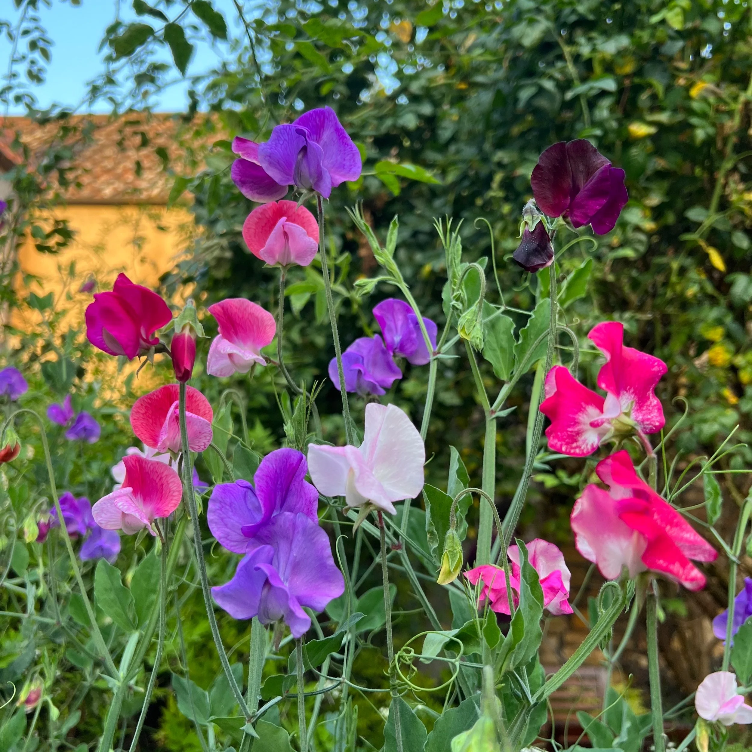 Photo of garden sweet peas with pink and purple flowers against the backdrop of a sunny day.