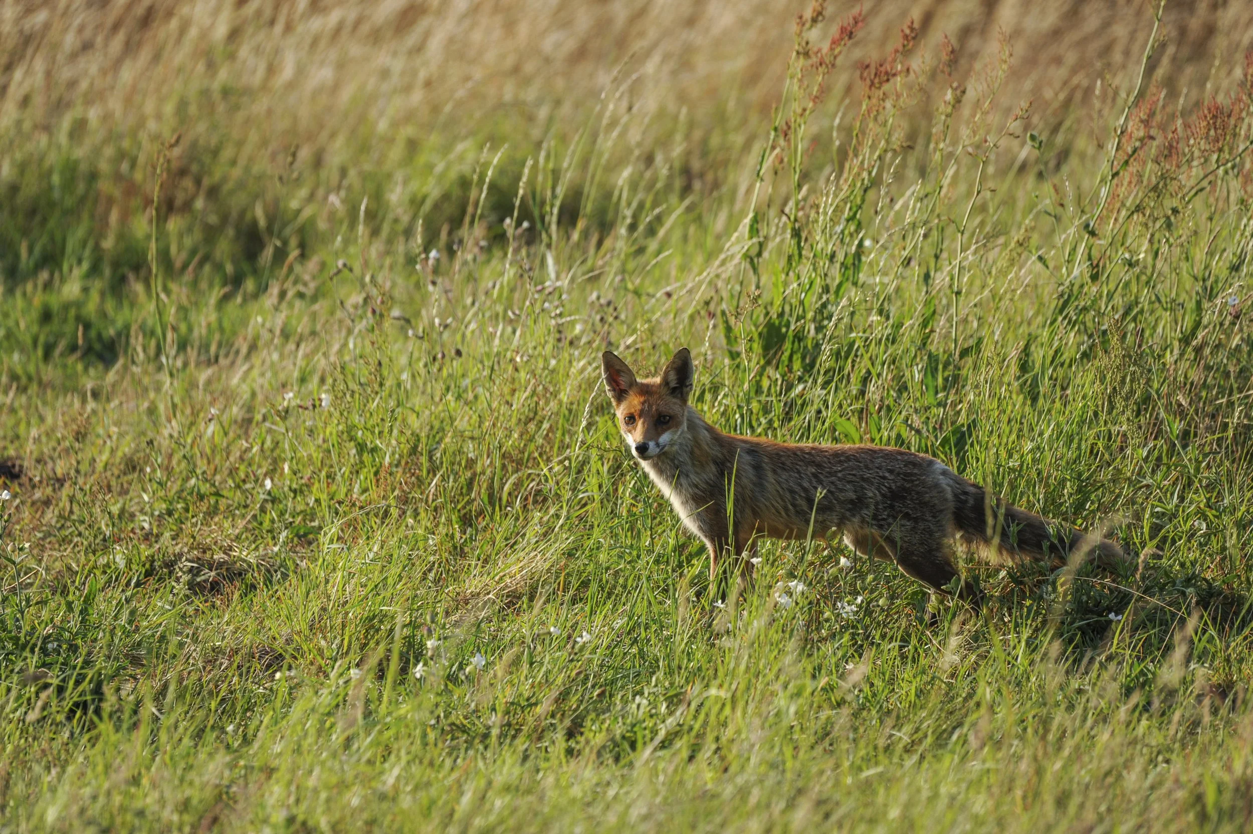 DSC_0190.jpg