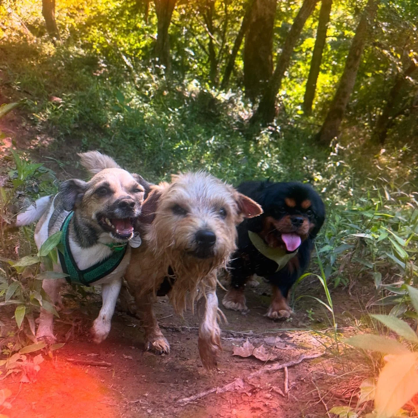 🐕💓
