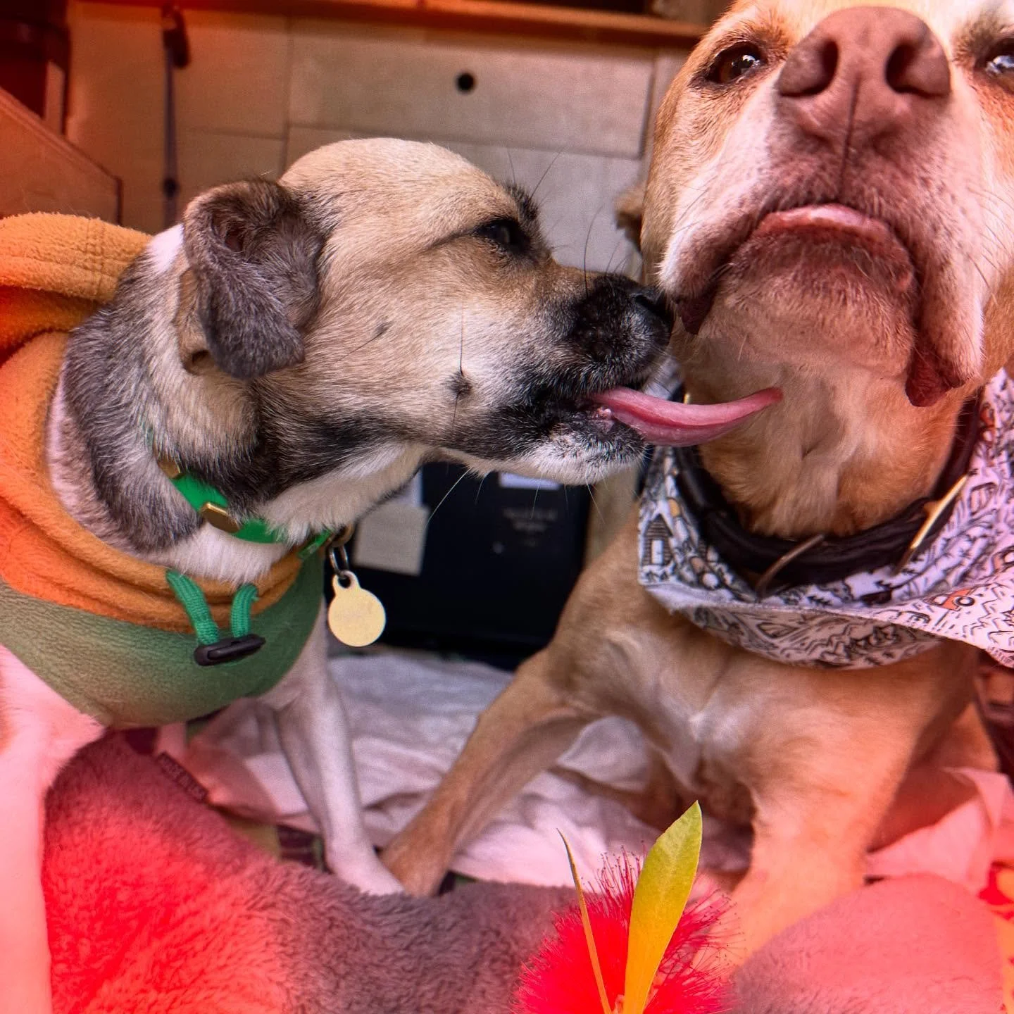 we are back in NC. thank you to @dogevolve for your generous playtime offerings to our friends in our absence. we are looking forward to seeing everyone this week, resuming our regularly scheduled programming on Monday, 23 September.
and a huge tha