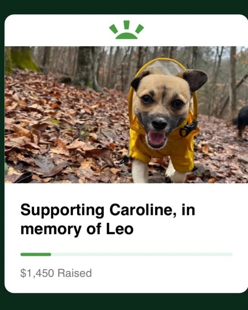 Last Thursday, little Leo was taken very suddenly ill. Caroline took him to the emergency vet where it was confirmed he had pneumonia and was immediately put in an oxygen cube. He fought so valiantly in the ICU for six days, but even with antibiotics