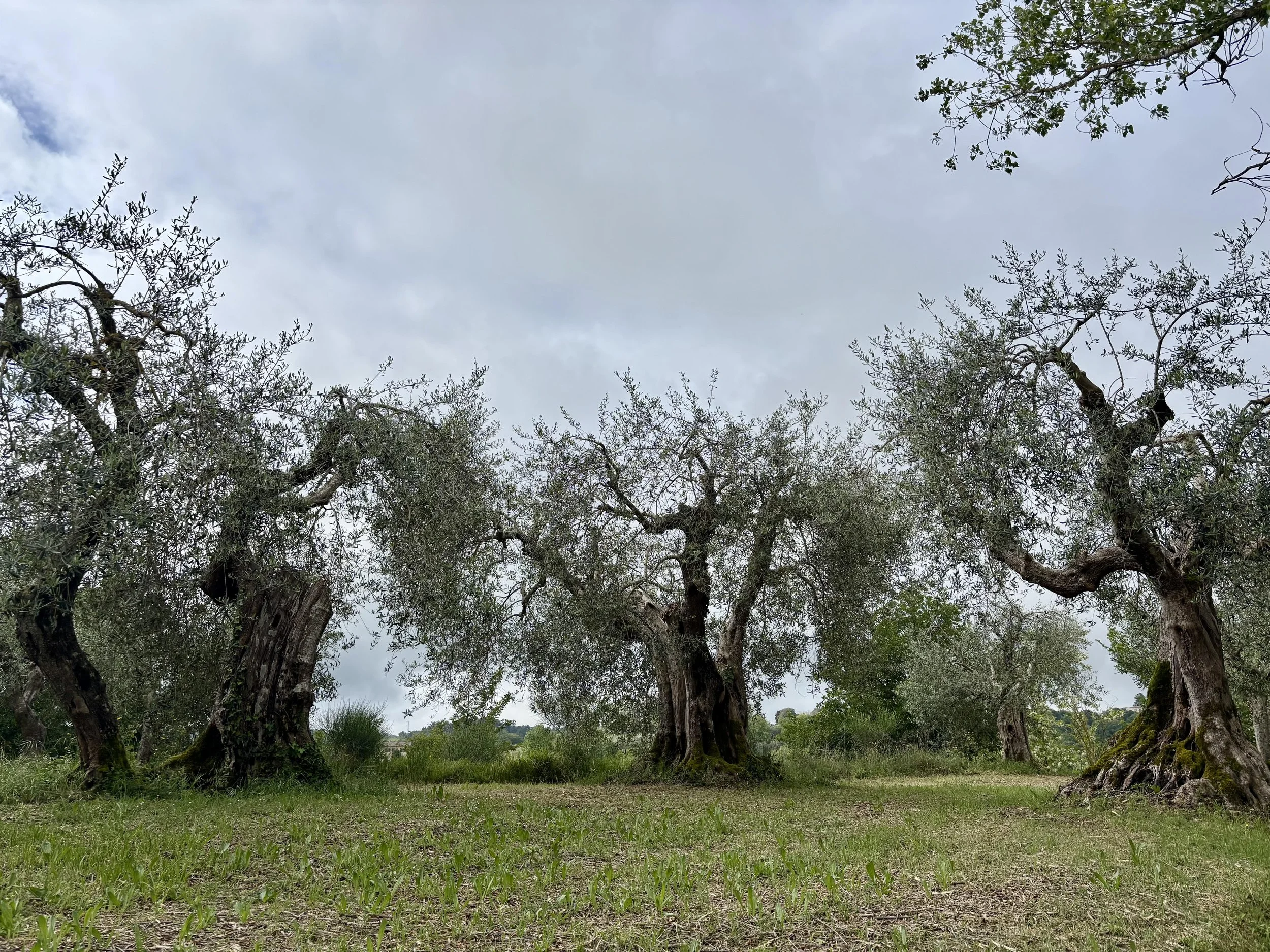 oliove tree.jpg