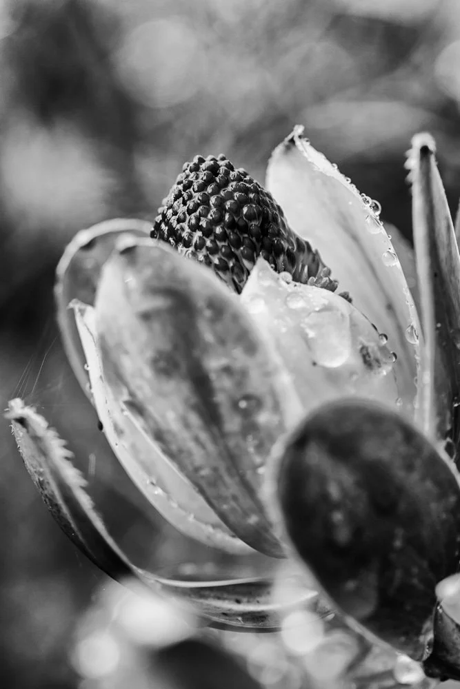 20160414 20160414 IMG_9646-Edit.jpg