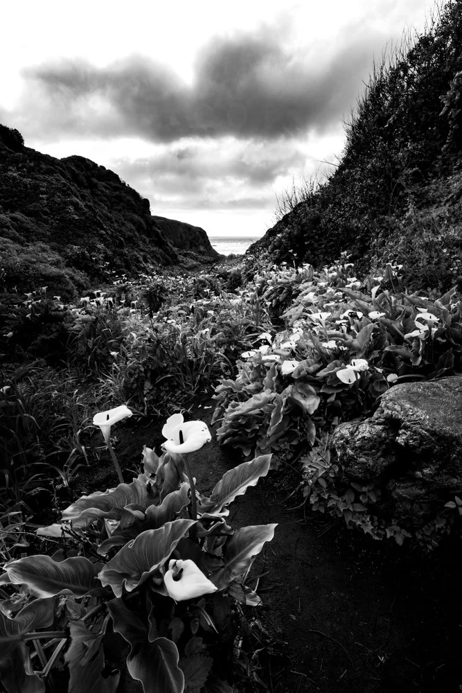 20160412 20160412 IMG_9219-Edit-2.jpg