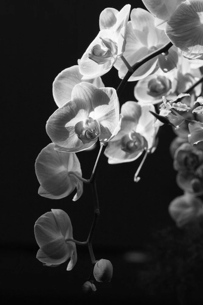 20160228 untitled-8652.jpg