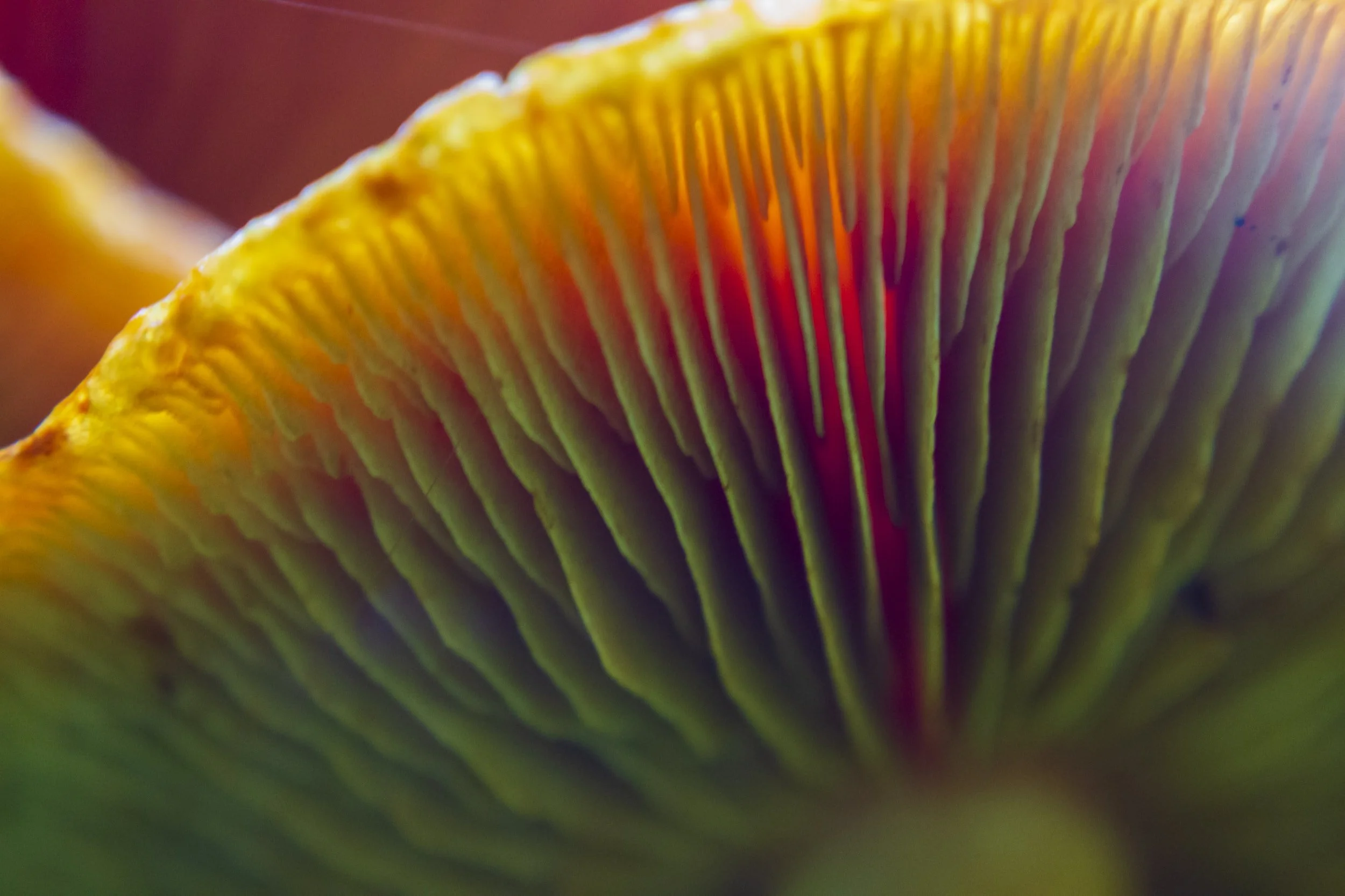 unsplash-image-SIZd5QF5a7M.jpg