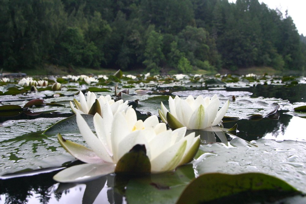 Water Lilies! 