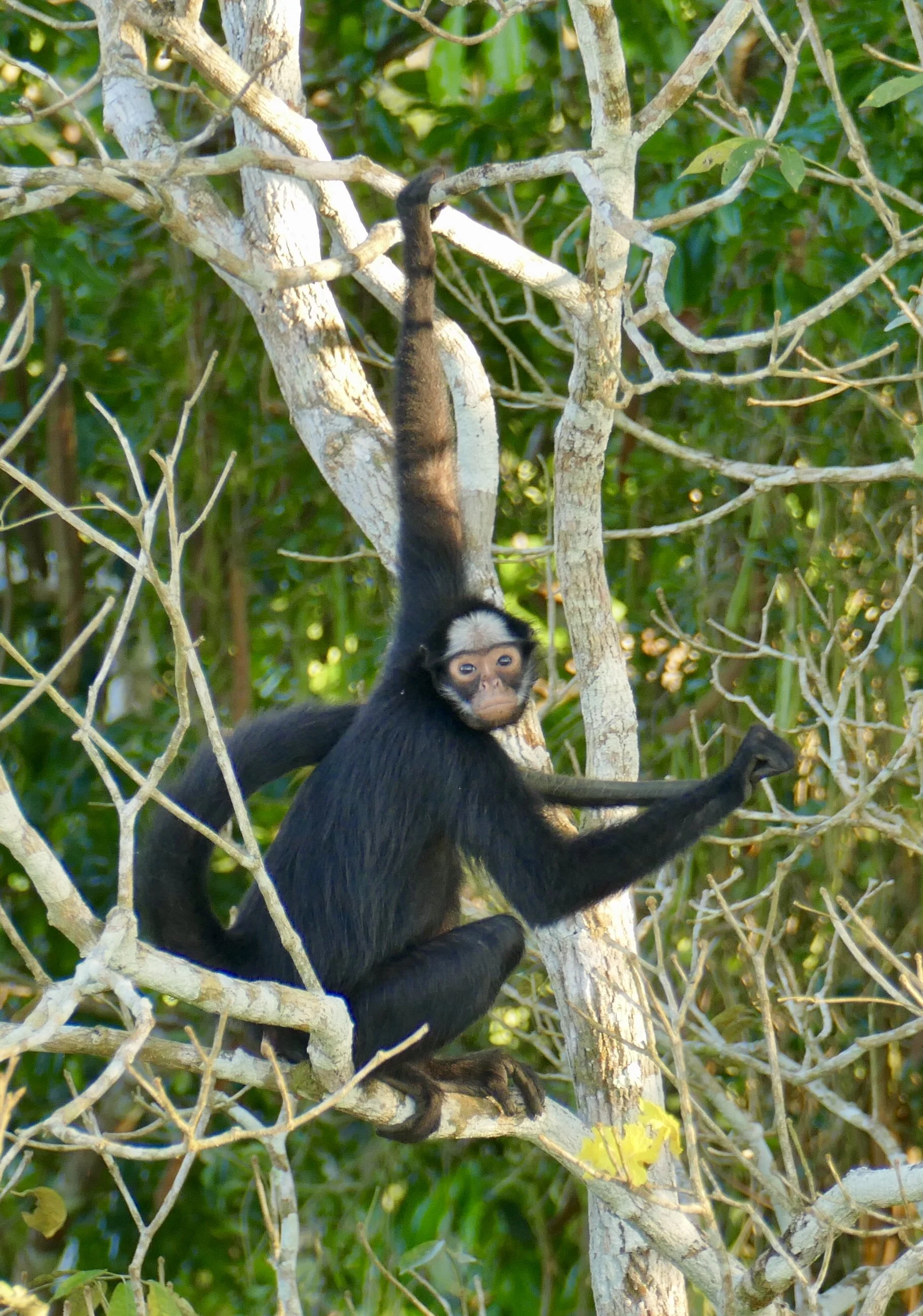 The Cerrado, the Pantanal and the Amazon