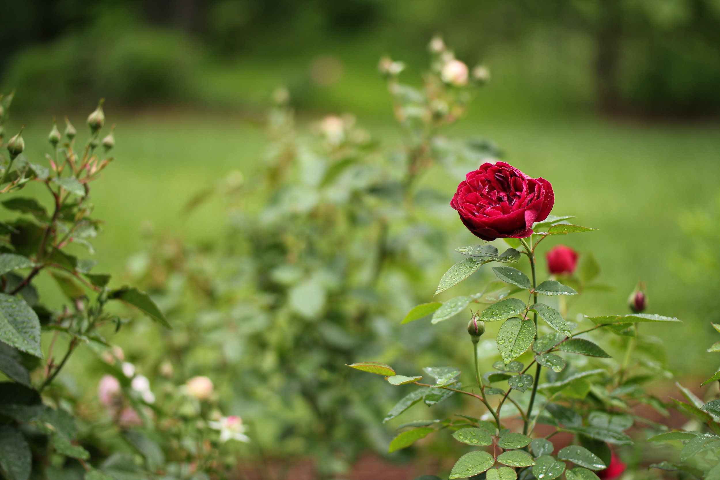Rose-08.jpg
