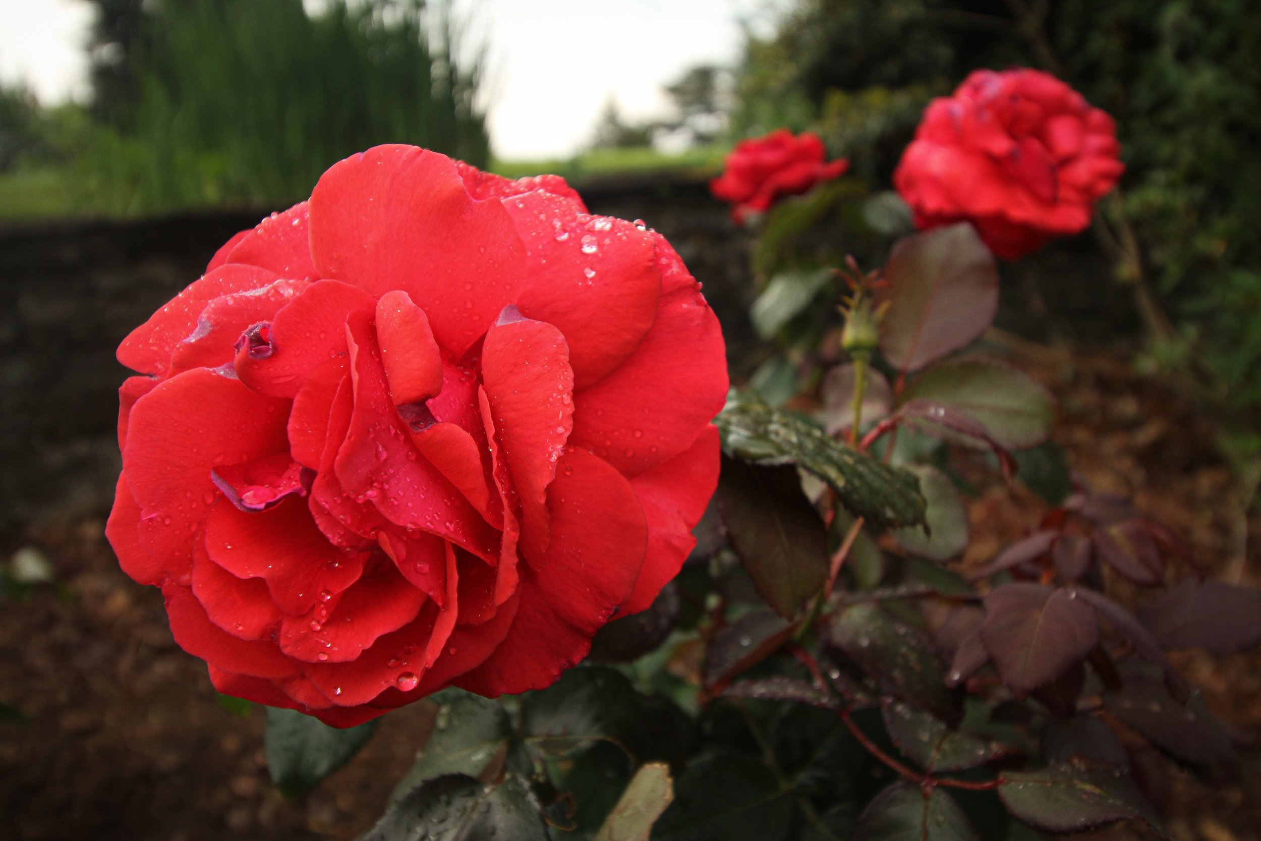 Rose-2.jpg