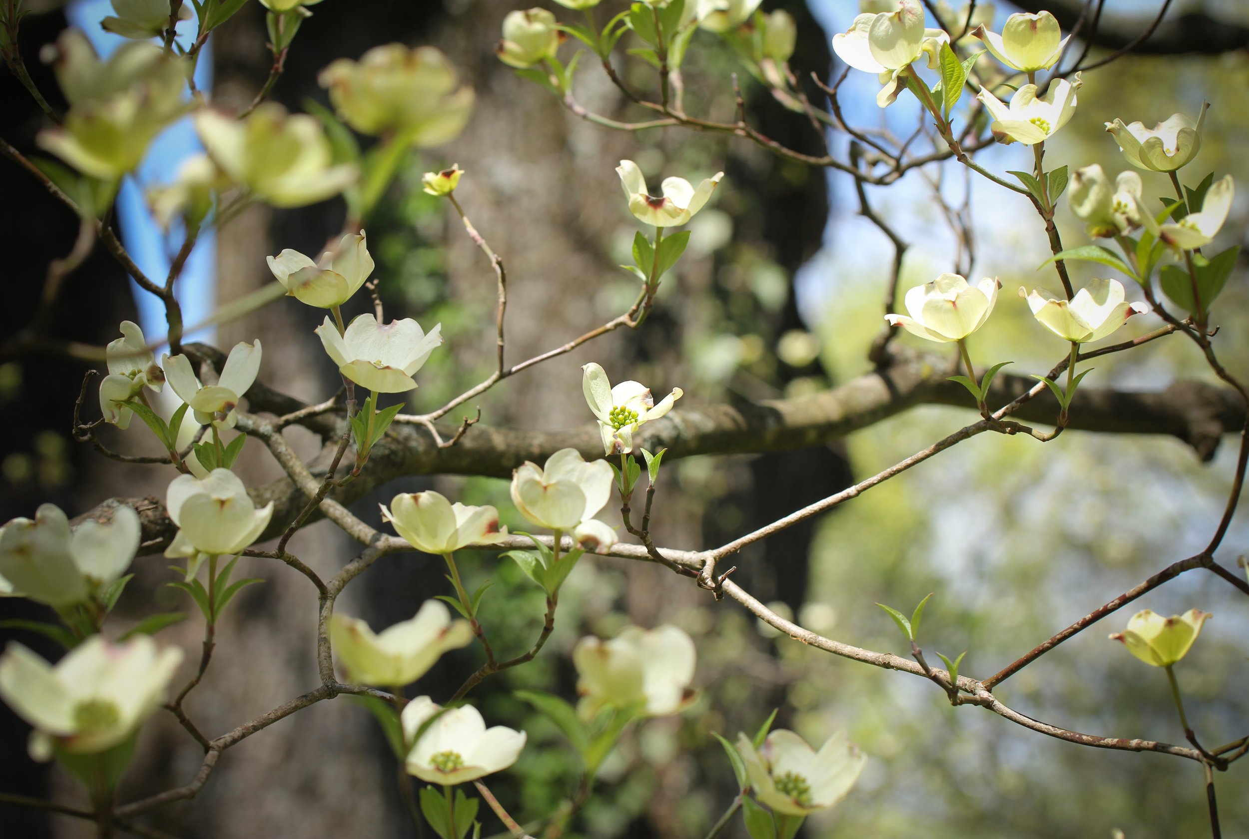 Spring Tree Walk