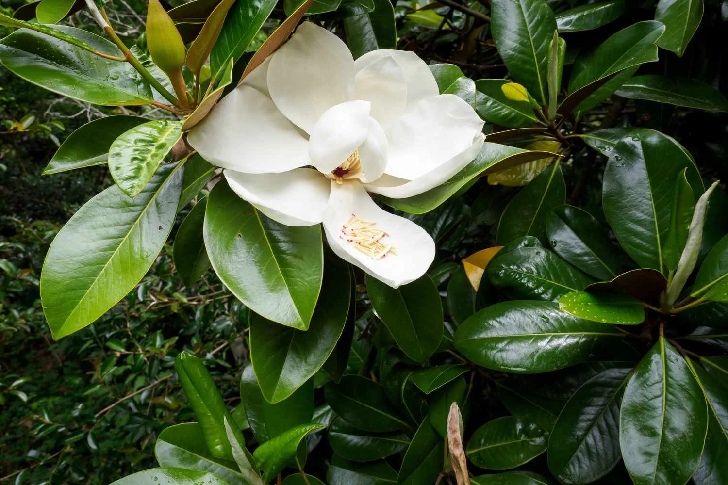 Magnolia grandifolia.jpg