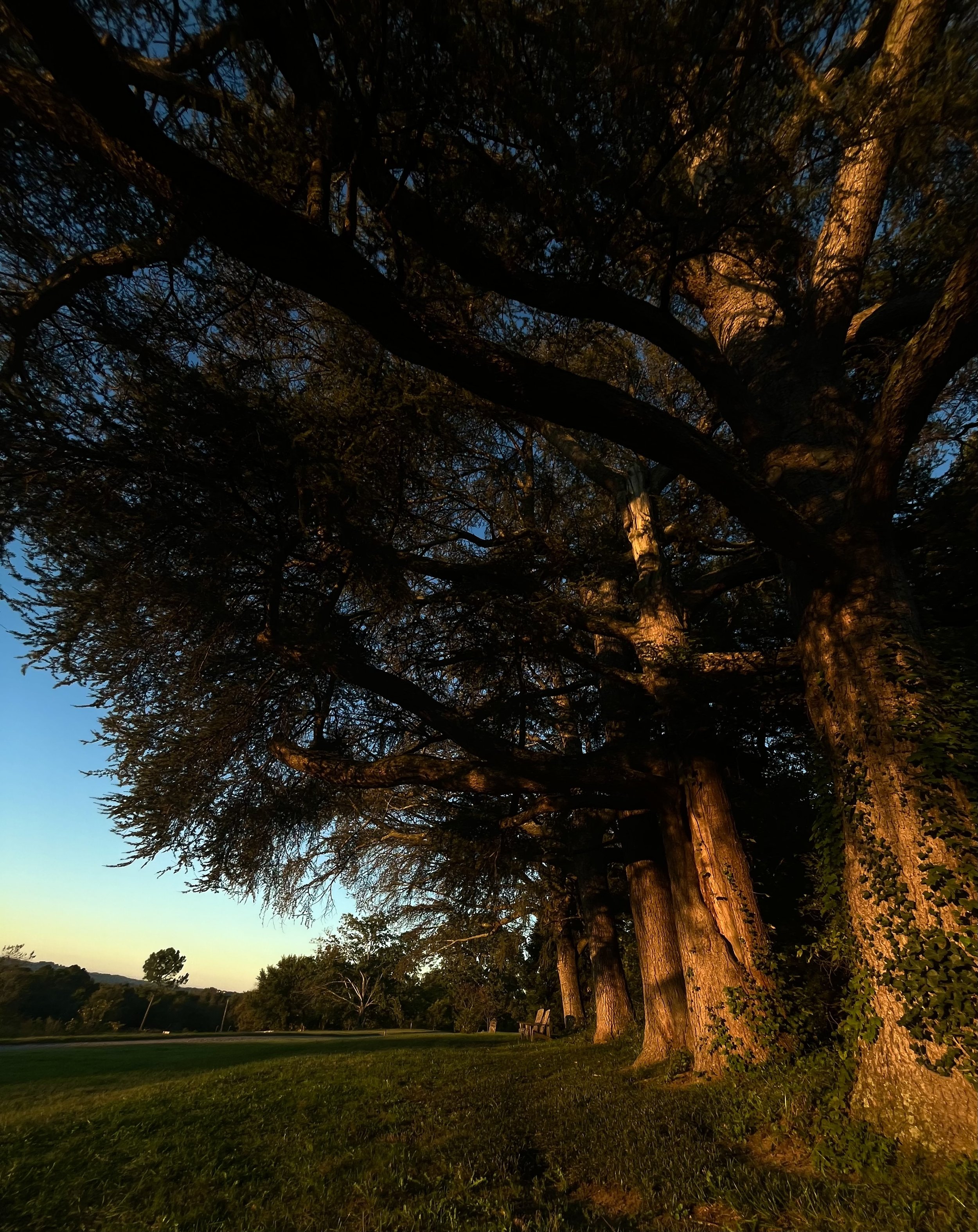 Tree Walk: Tree Health