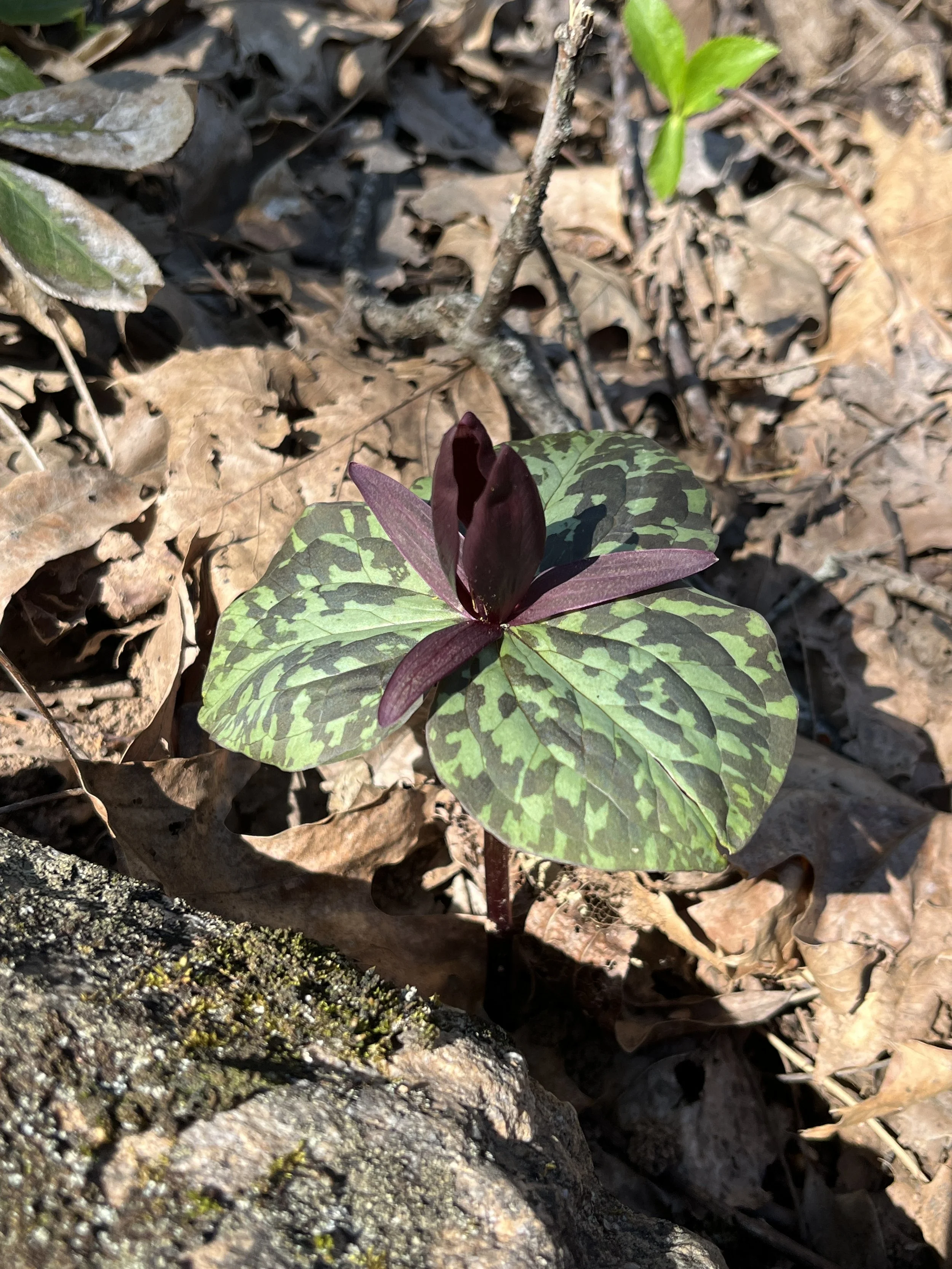 Spring Wildflowers &amp; Dogwood Walk