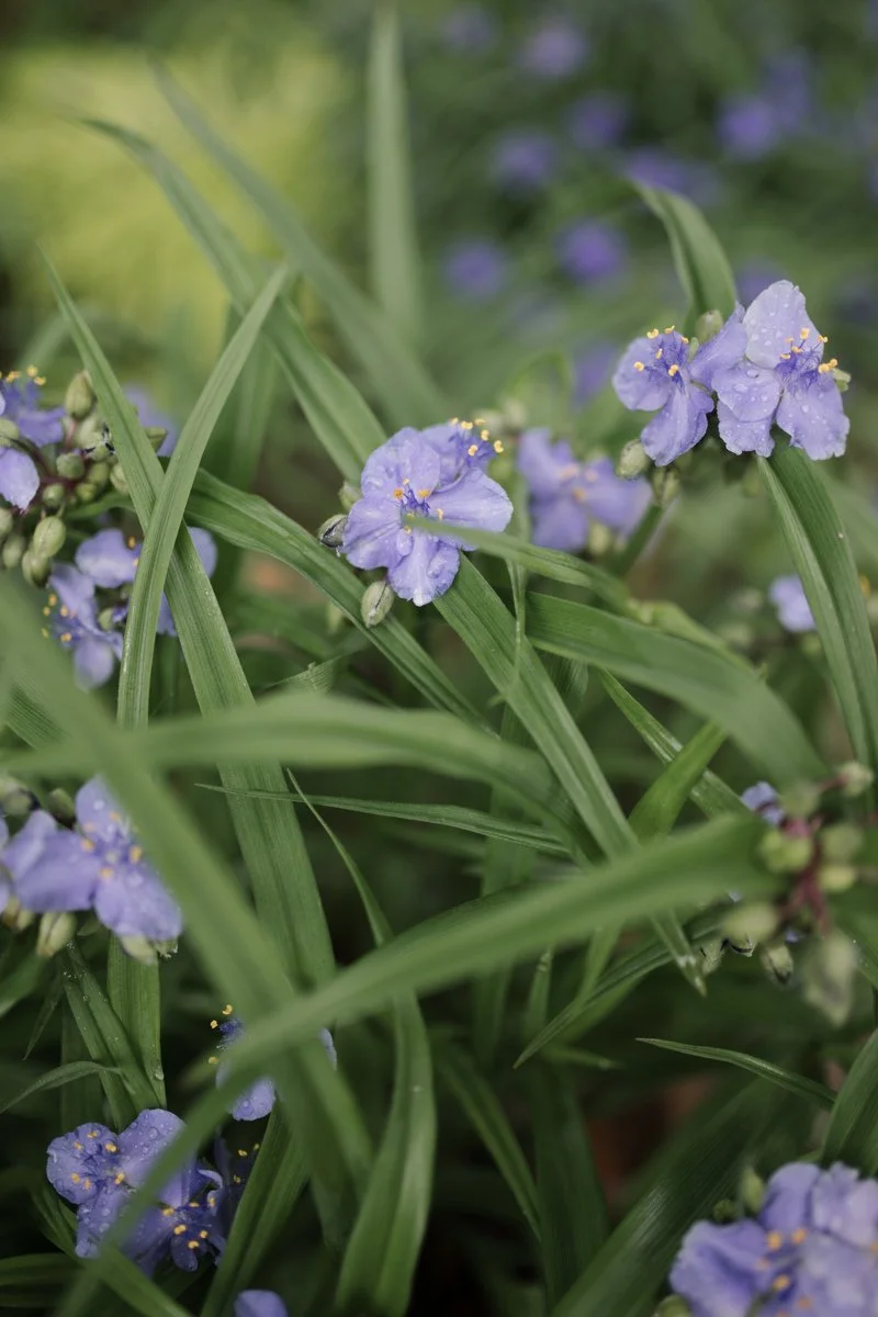 Hats in Bloom-33.jpg