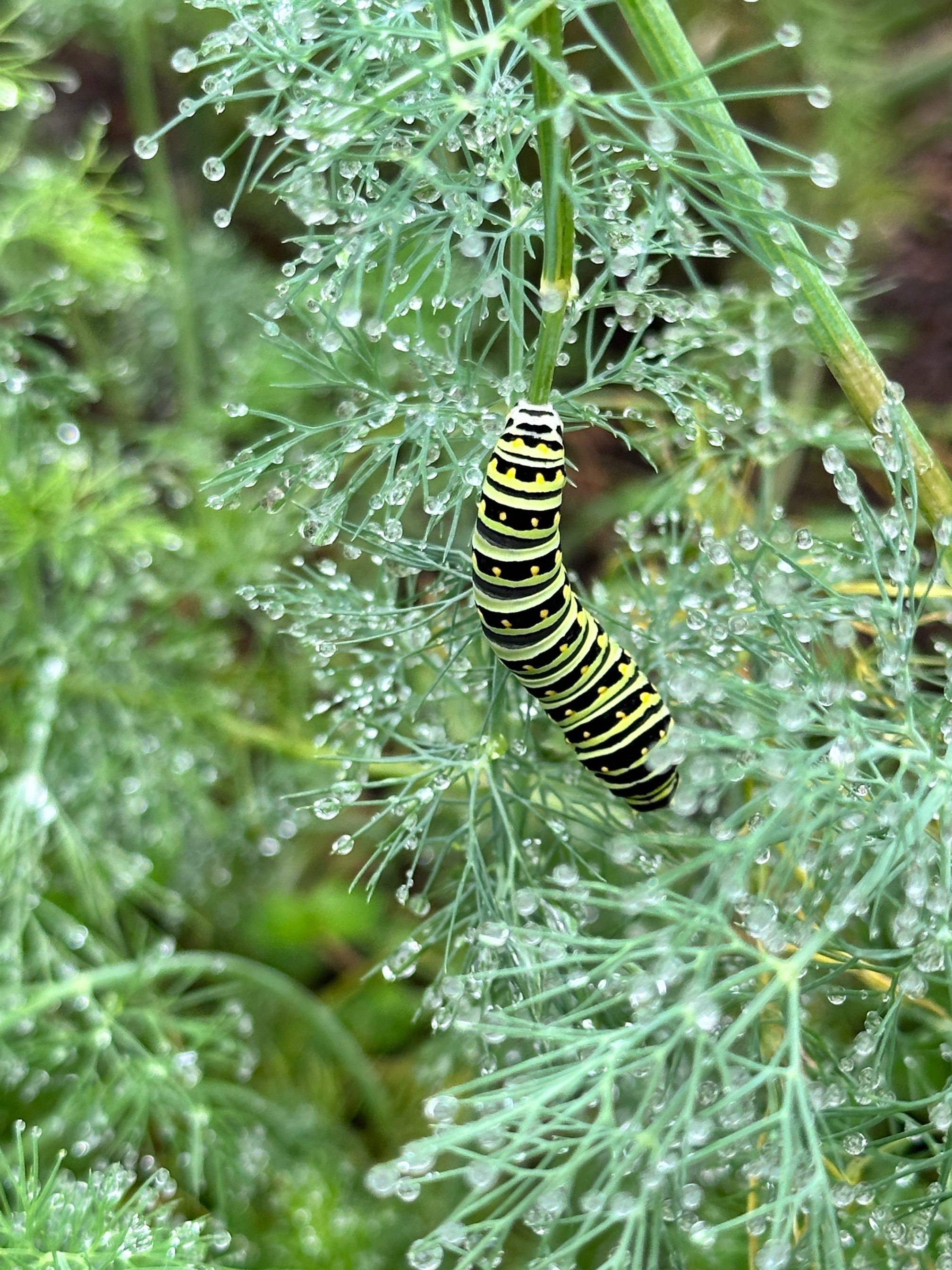 Spring Pollinator Walk