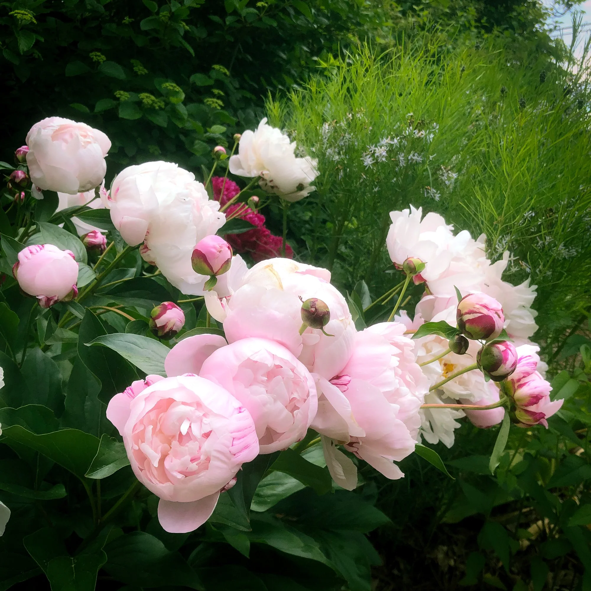 Pink Peonies.jpg
