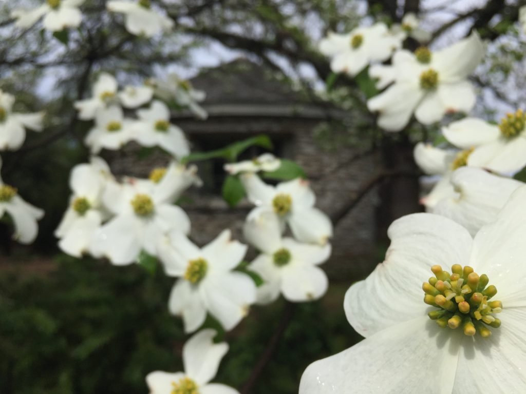 Dogwood.jpg