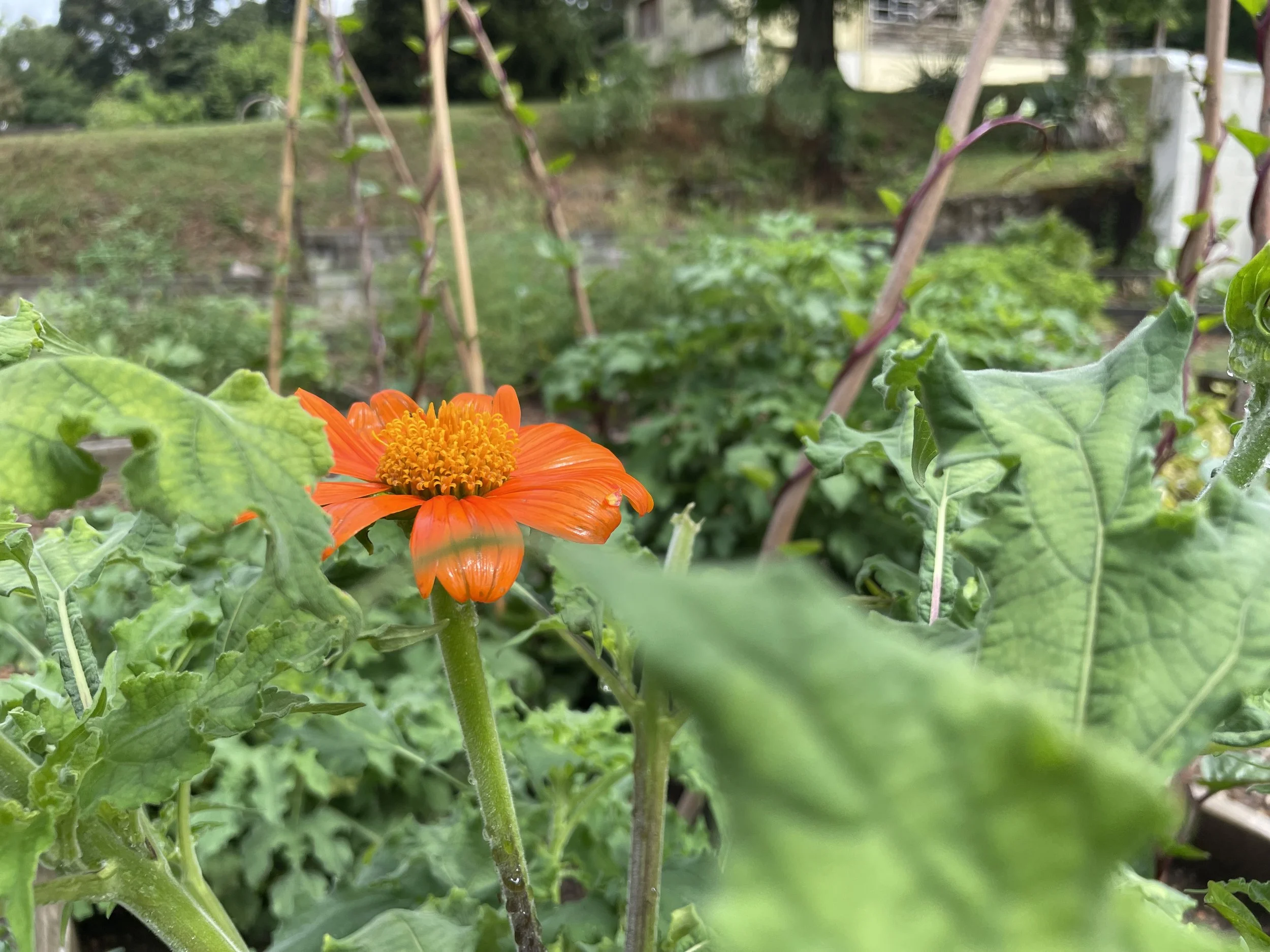 2026 Family Garden Raised Bed