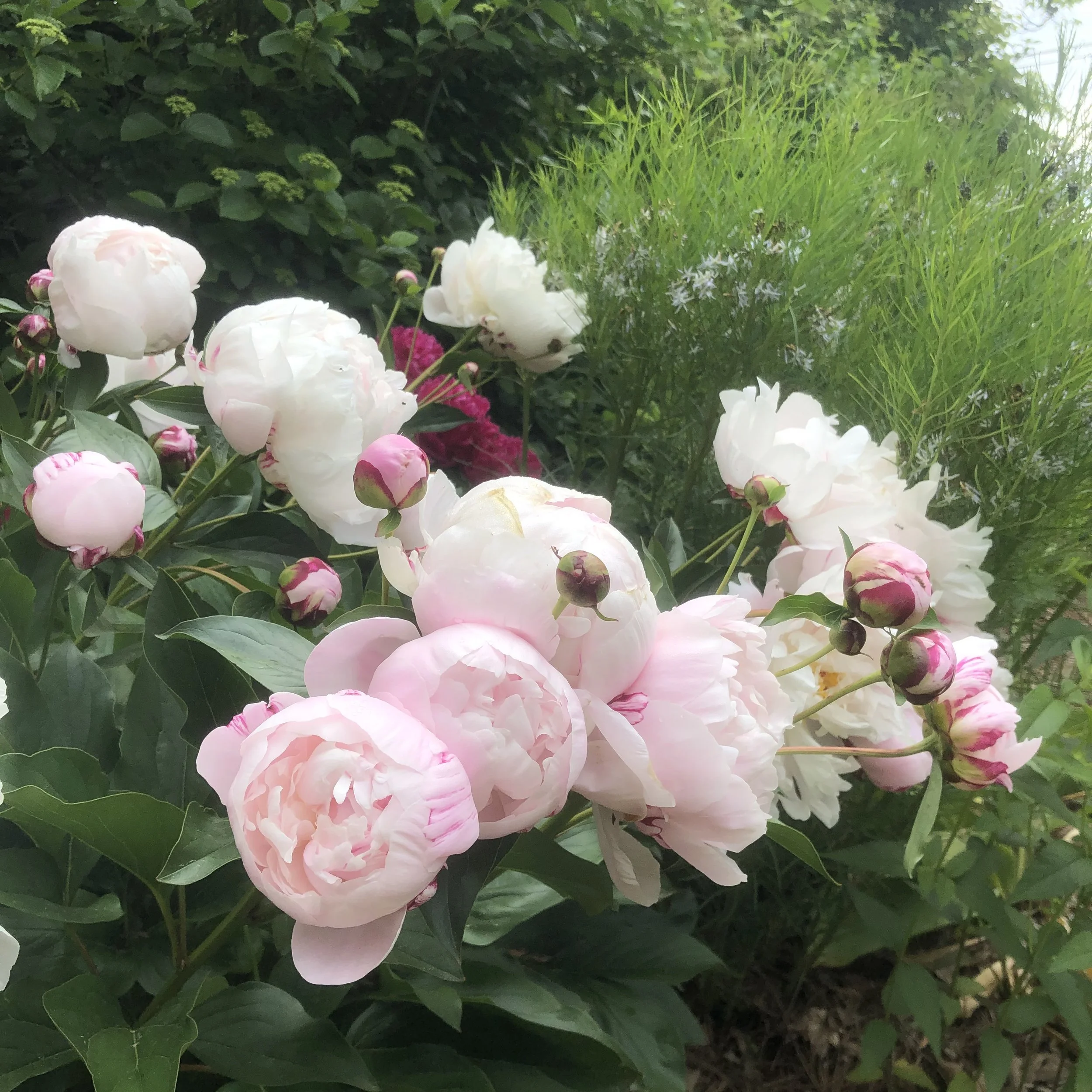 Peony.jpg