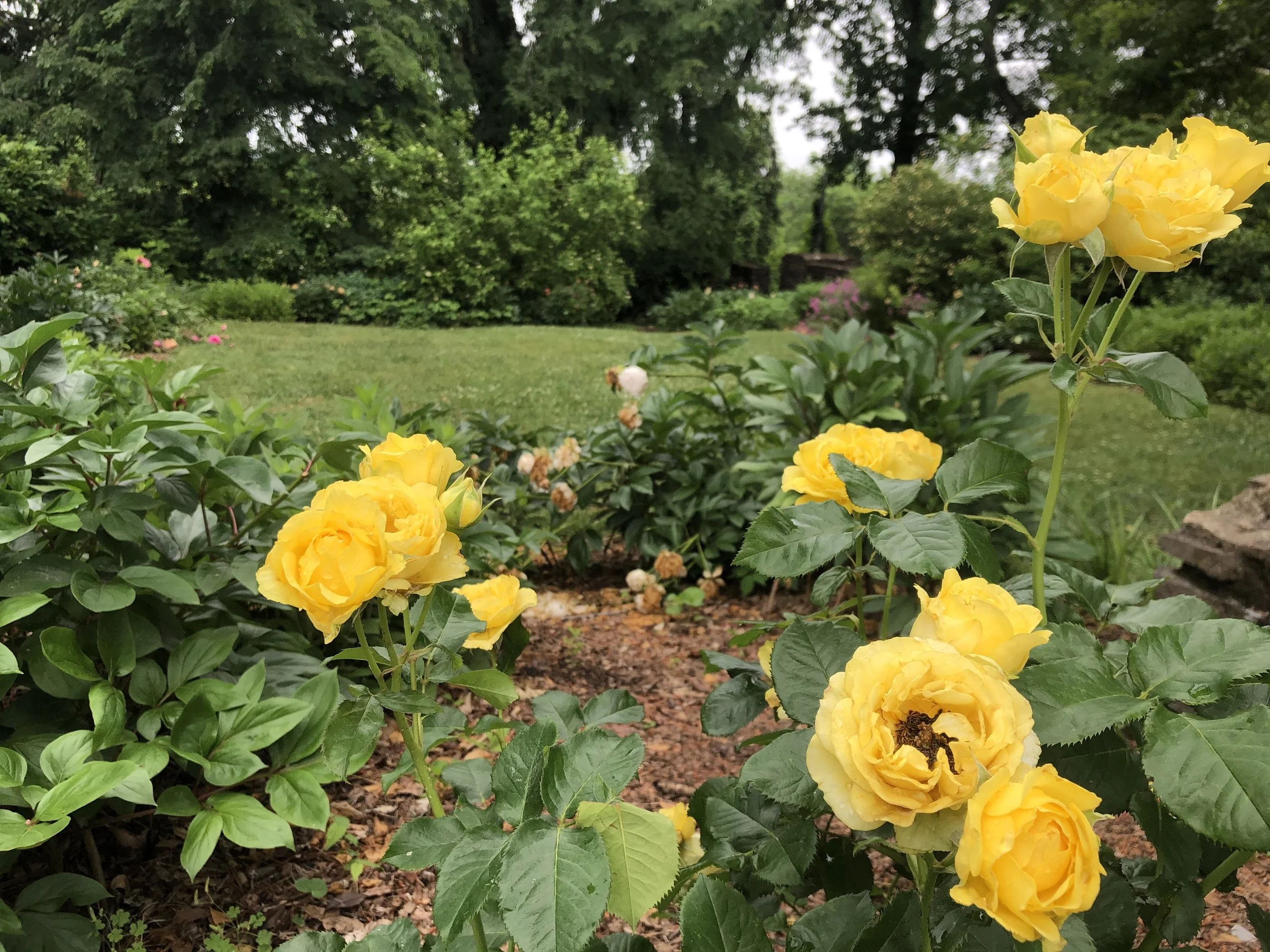 Yellow Roses.jpg