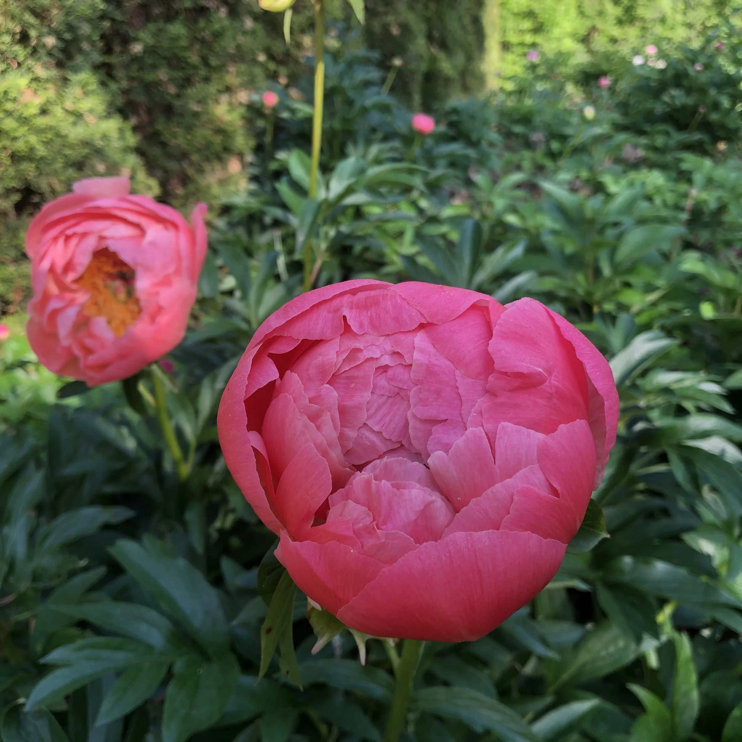 Avid Gardener