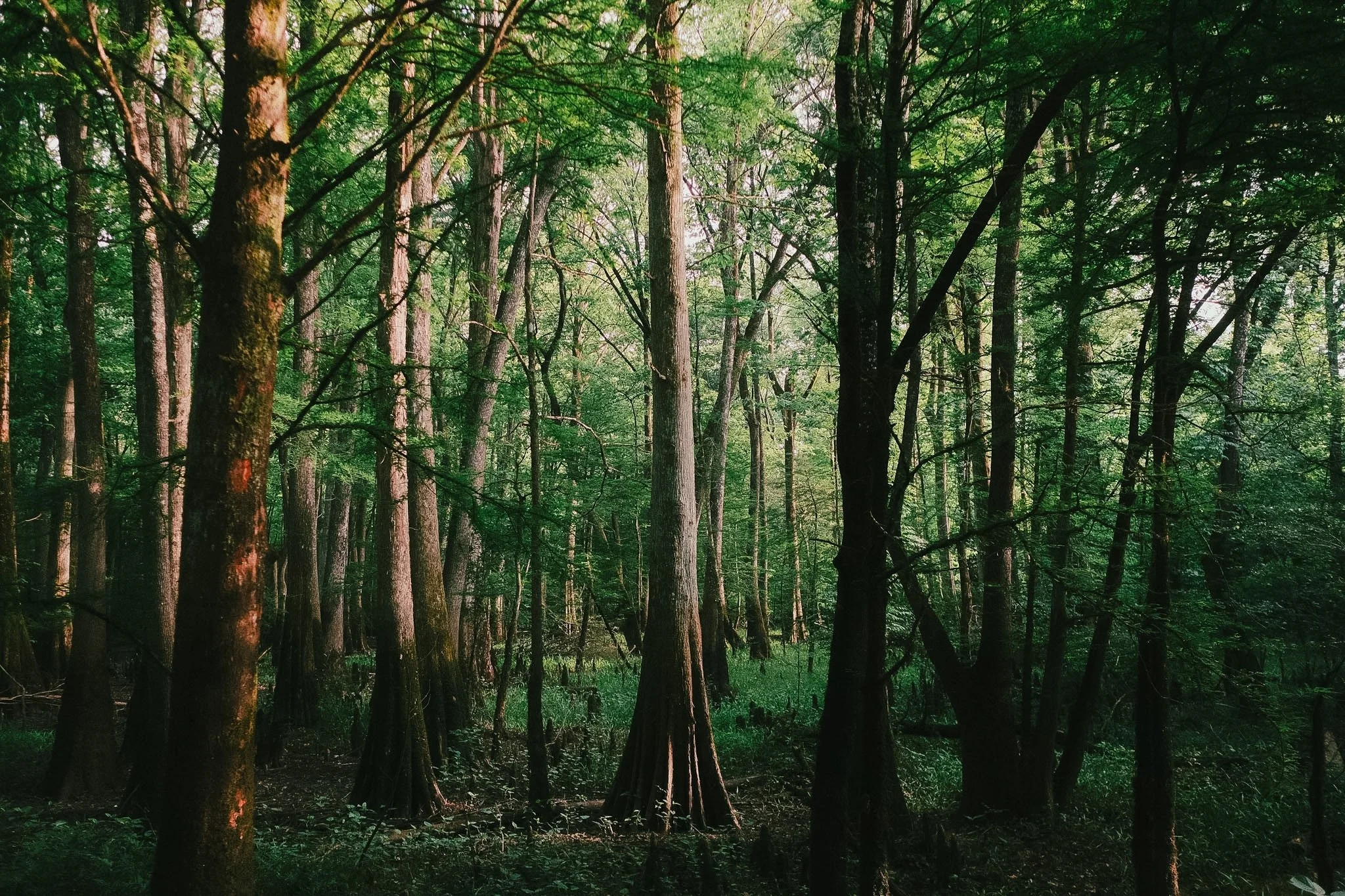 Landscape