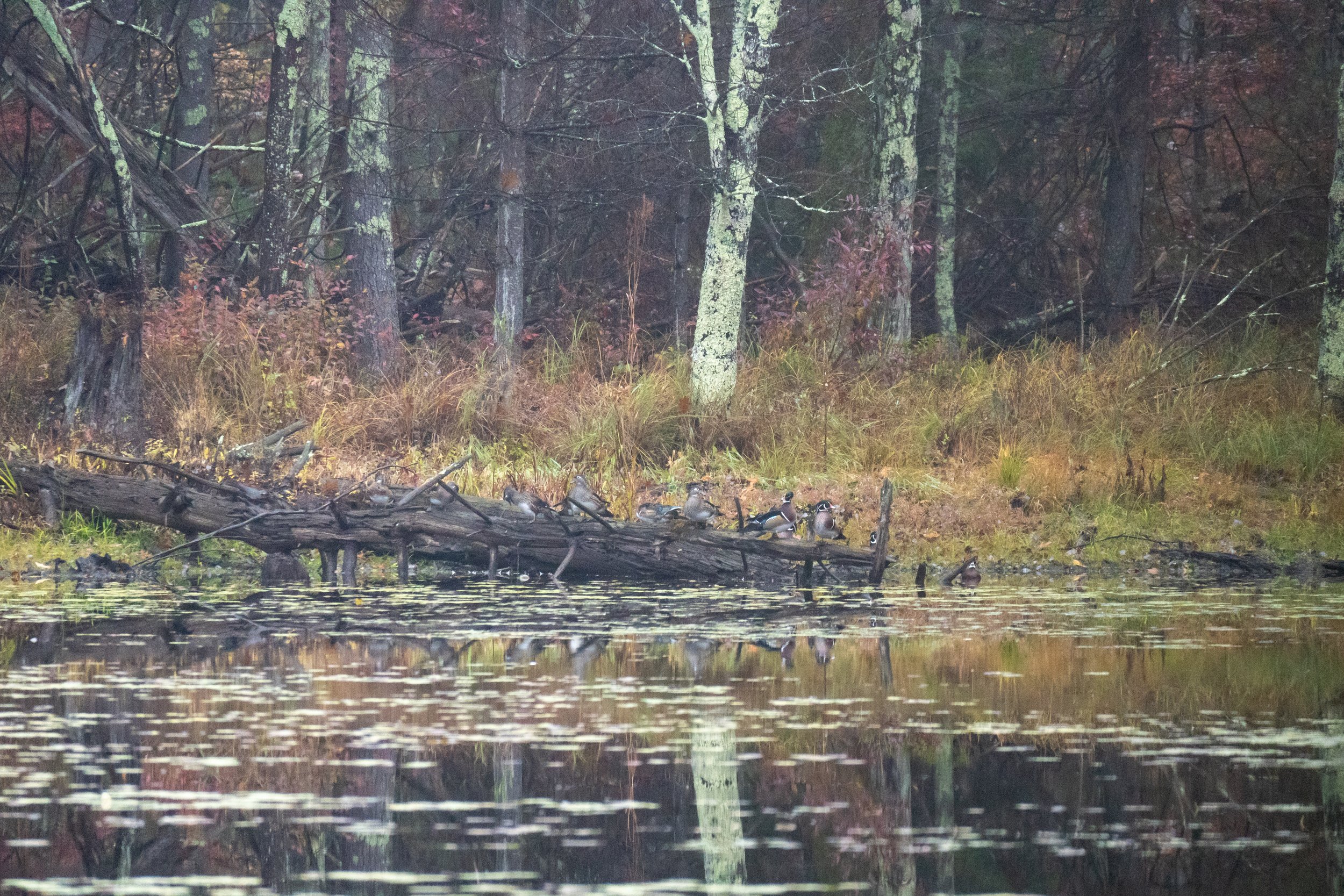 Wood Duck